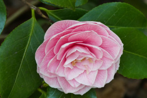 Camellia japonica Bonomiana)                              